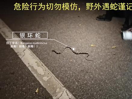 我们在城市看到了野生毒蛇!! #动物保护 #国家保护动物 #银环蛇 #白环蛇 #宠物蛇 #深圳梧桐山#神州十二号发射圆满成功 @DOU+小助手