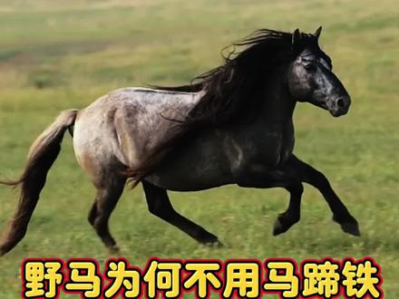 家马离不开马蹄铁,为什么野马不需要?马蹄铁到底有啥用呢?#马蹄铁 #马 #动物 #内容启发搜索#修马蹄