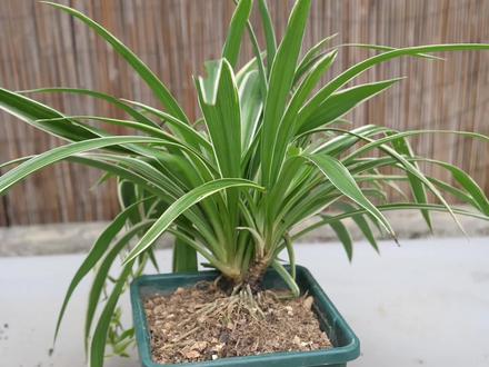 提根养吊兰,能快速成老桩