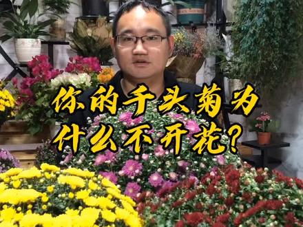 千头菊不开花的原因,你找到了吗?牢记哦!#千头菊 #球菊 #养花小知识 #花卉绿植 @抖音小助手