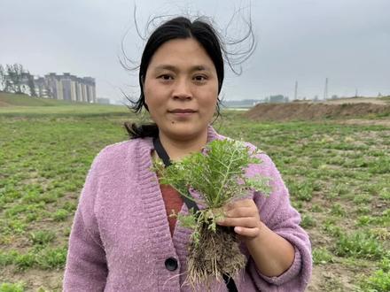 黄蒿有3大厉害妙用,生活中到处用的到,是一种常见的植物。#黄蒿 #你的家乡有这种植物吗 #植物科普 #生活百科 #草药科普 #生活妙招