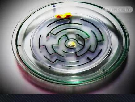 没大脑的黏菌,是怎么走迷宫的?低等生物黏菌如何挑战智能算法?#万物杂志