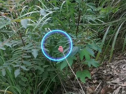 诱马蜂过程 小伙原来是这样诱马蜂的 #康哥诱蜂找蜂 #诱蜂水 #乡村守护人