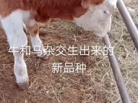 我是河南驻马店养牛小伙。养牛的朋友你们见过圆蹄的牛吗?这是去年冬天在内蒙买牛的时候,看见的新品种,你们见过吗