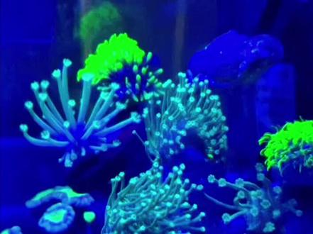 皮革珊瑚的切割繁殖方法,讲的不够细致的地方欢迎评论区里提问 #海缸 #海缸日记 #珊瑚 #珊瑚繁殖 @DOU+小助手