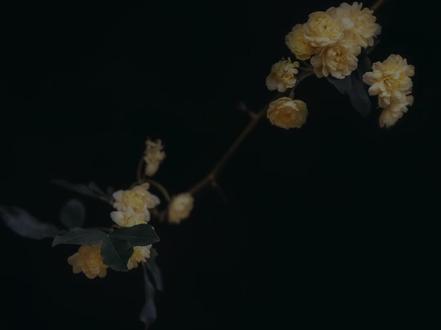 《梦回十里洋场》民国先婚后爱文,女主家是上海滩富贾,男主则是行伍世家的军官,两人商业联姻。结局看的我哭的不行。