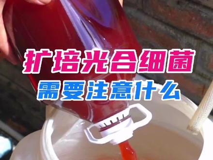扩培光合细菌需要注意什么呢?#光合细菌 #鱼塘 #水产养殖
