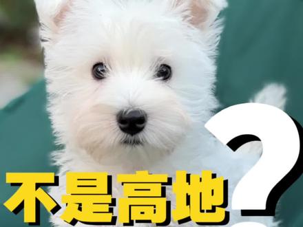 为什么#西高地白梗 耳朵不立#西高地 #软毛西高地 #郑州西高地tom #狗狗
