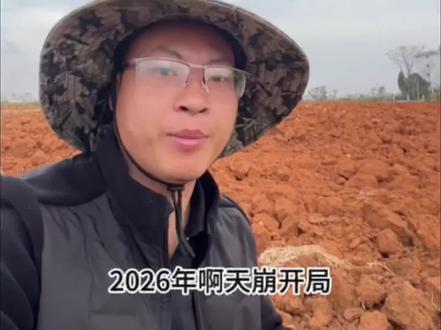 红薯天崩开局,市场扑朔迷离#红薯种植 #就想说点大实话 #新农人计划 #放心农产品 #红薯种植技术