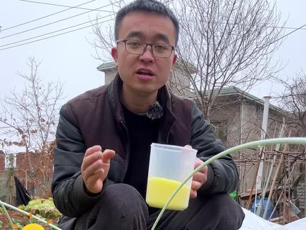 尿素怎么正确使用?氮肥怎么用?#种植小技巧 #关注我一起学种菜 #种菜 #我爱种菜 #学种菜