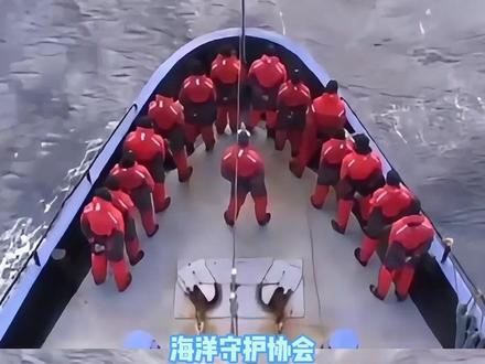 第一次这么支持激进派 #海洋守护者协会 #捕鲸 #seashepherd #海洋守护