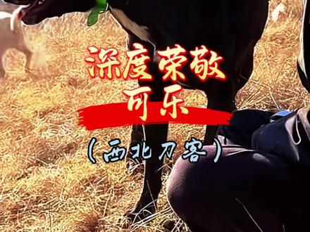 少年将军 大可乐,山河不会忘记你
我们更会永远记得你
#狗痴 #西北刀客 #西北刀客可乐 #护农猎犬 #三农