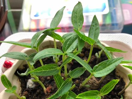 小朋友的科学课作业——绿豆的种植#种菜要有种菜的样子 #种子发芽 #生命的力量 #科学小实验