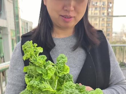 牧沫小菜园 乌塌菜#自家种植 #阳台种植 #绿色无公害