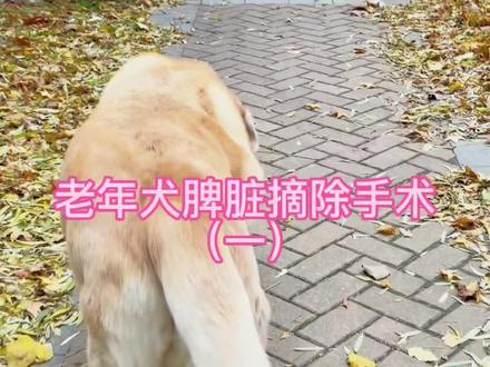 连续有几位朋友因狗狗年老生病,面临是否手术,而向我咨询布衣当时脾脏摘除的情况。我太清楚这种迷茫和无助。把我做决定的过程发出来希望提供一些有价值的参考。希望狗狗们健康平安!#老年犬 #拉布拉多