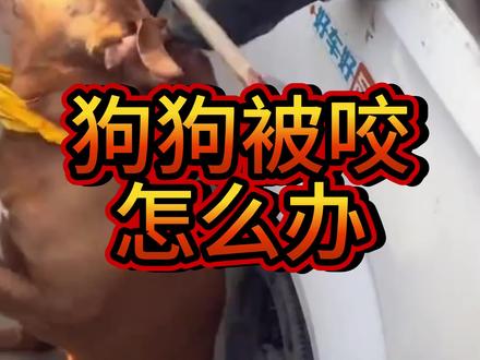遇到狗打架不要怕,4个小妙招教会你。#狗狗#宠物#养宠知识 #新手养狗