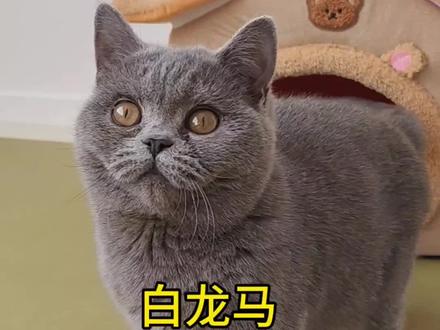 会唱歌#萌宠出道计划 的小猫咪