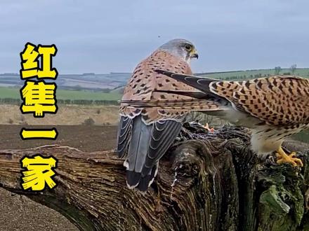 红隼一家:育雏自然奇迹2#鸟类 #人与自然 #保护大自然 #神奇动物 #保护生态环境 #动物保护
