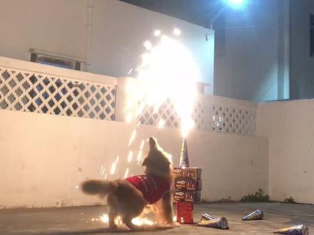 #傻狗的日常 叼着烟花跑进屋里 房子都差点被烧了