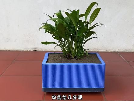 别再买花盆了,自己做的颜值爆表,一看就会!#手工diy #创意花盆 #手搓万物 #手艺人 #高手在民间