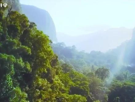 杀一只等于灭全家!极危冠斑犀鸟惊现广西!为什么会濒危? #爱鸟护鸟 #冠斑犀鸟 #保护动物 #知识 #科普