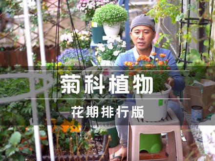 菊科植物花期排行榜,花期最长的10种菊花,你种过几种 #菊科