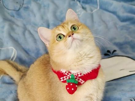 猫咪中暑的3个症状!铲屎官务必警惕!#一定要看到最后 #萌宠出道计划 #养猫日常 #新手养猫 #萌宠
