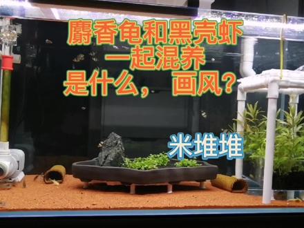 麝香龟和黑壳虾在一起会发生什么?万万想不到!!!#养龟日记 #麝香龟 #黑壳虾 #麝香龟和黑壳虾混养 #鱼龟混养 #龟鱼虾螺混养