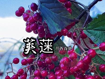 山上的荚蒾果成熟了,非常的好看#一日一植物 #识百草 #中草药#荚蒾 #三农流量扶持计划