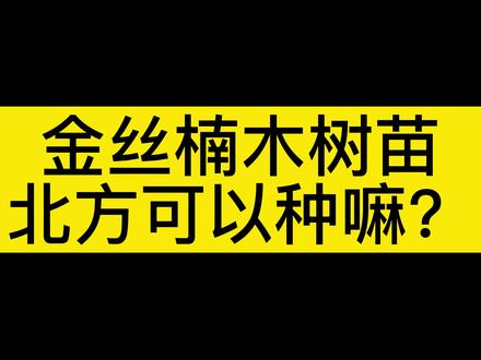 金丝楠木树苗,北方地区部分可以种植,东北是不可以的哟!#金丝楠木树苗 #金丝楠 #金丝楠木树苗 #金丝楠木种子#农业