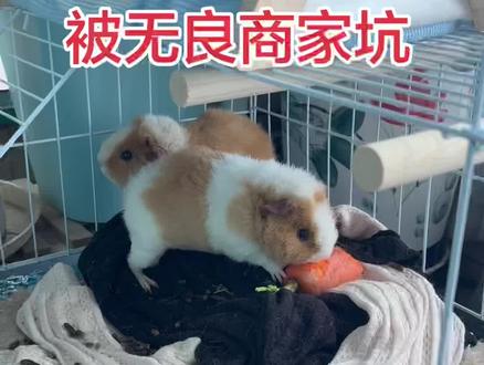 小姐姐买荷兰猪,被无良商家坑,太可恶了#萌宠日常 #宠物生活 #萌宠日常vlog #荷兰猪日常 #vlog十亿流量扶持计划