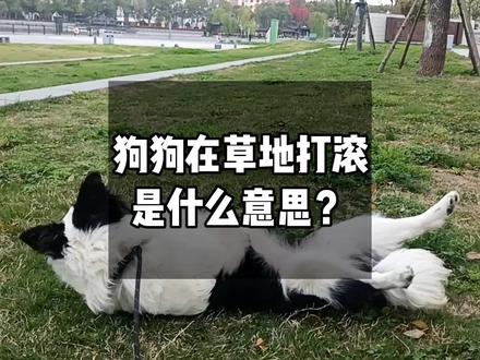 打滚不要紧,就怕滚到💩#原创视频 #边牧#内容过于真实