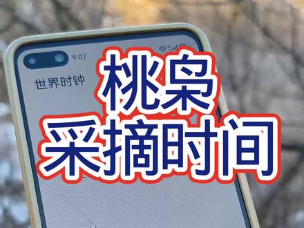 真正的桃枭,正月初一清晨到正午采摘,我证明完了,你待如何
#桃枭 #桃枭采摘 #野生桃枭 #藏锋阁手工坊