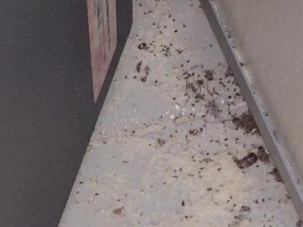 当你发现了一只蟑螂,说明已经有成千上万的蟑螂入侵了#蟑螂 #蟑螂药 #团灭 #仙机 #密集恐惧症的人最好不要看 #随手拍