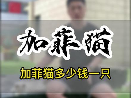 加菲猫多少钱一只(695)#加菲猫#加菲猫多少钱一只#加菲猫价格#猫多少钱一只#买猫避坑#买猫避坑#养猫新手#养猫#买猫推荐