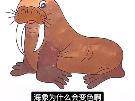 海象为什么会变色?#简笔画 #海象