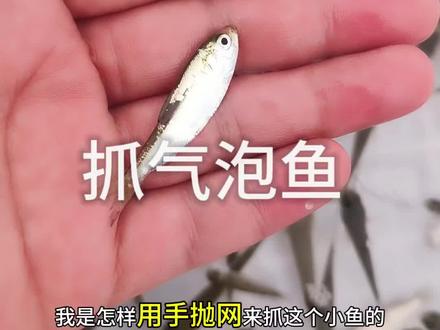 东戴河钓燕鱼的鱼饵怎么抓