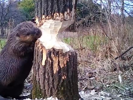 河狸不啃断树木晚上都睡不着觉!#动物世界 #神奇动物在抖音 #河狸 #动物的迷惑行为