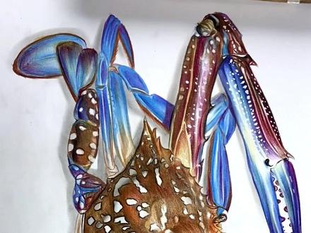 #海豚知道 蓝色梭子蟹#精微素描#素描临摹卡#精微素描教程#一起学画画