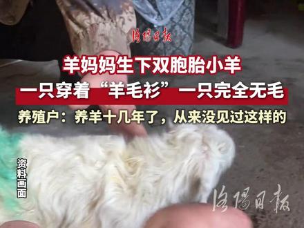 太罕见了!羊妈妈生下双胞胎小羊,一只穿着“羊毛衫”一只完全无毛#无毛羊 #养殖 @晴天很美好