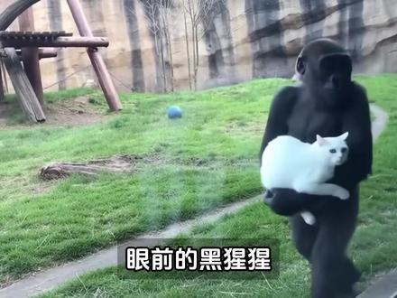 大猩猩和白猫跨物种的爱,彼此照亮前方的路 #大猩猩 #猫咪 #动物世界 #动物解说 #温馨