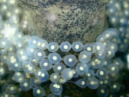 2娃娃鱼的秘密,孵化过程大开眼界