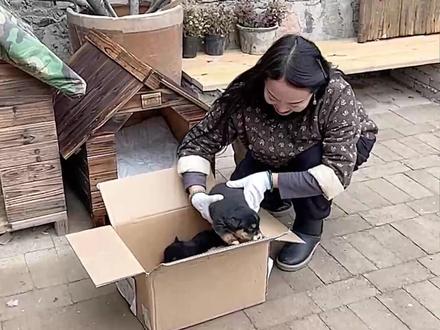 一只命运多舛的狗狗,终于有了一个完美的结局!
@田园刘娟品牌服饰店