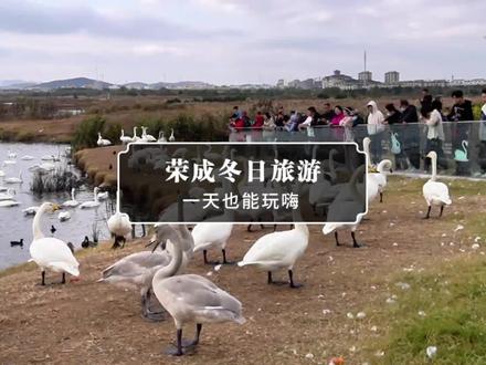#威海是我向往了很久的地方 ,荣成冬日一日游攻略来啦~#我是荣成推荐官 #荣成天鹅之约 #荣成冬季旅游 #荣成网红打卡地