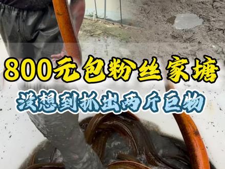 抓了四年,终于抓到两斤以上的黄鳝了#康娃抓鳝鱼 #户外抓黄鳝 #新农人计划2026