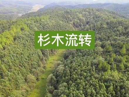 327亩杉木流转,抚育采伐。欢迎咨询#现场实拍 #杉木 #木材加工 #木材 #新余