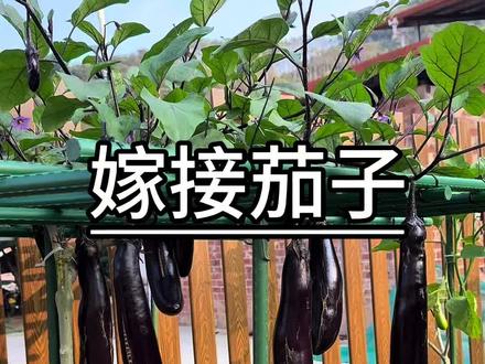 最近对嫁接茄子上瘾,很有成就感,嫁接后的茄子的确长得高产,病虫害也很少#茄子种植 #嫁接 #种植小技巧 #种植的乐趣