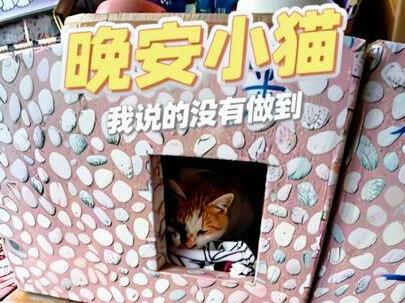 晚安小猫,我说的没有做到。#我和流浪猫的故事 #救助流浪猫 #猫猫 #流浪猫