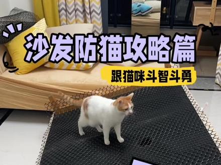 防小猫咪挠坏沙发的妙招来啦!#小猫咪能有什么坏心眼
