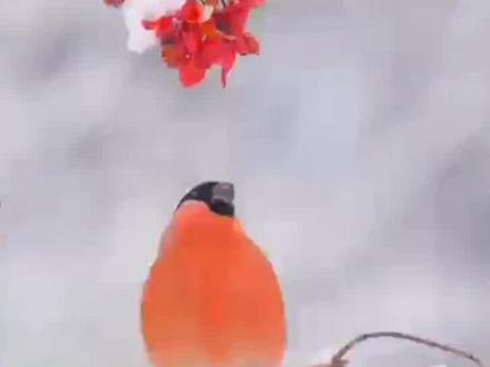 #神奇动物在抖音 ☞红腹灰雀,大自然中的小精灵!